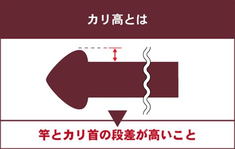 ちんこカリとは|カリ首とは？ わかりやすく解説